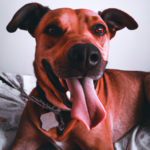 Plaquetas bajas en perros: causas y cómo tratarlas